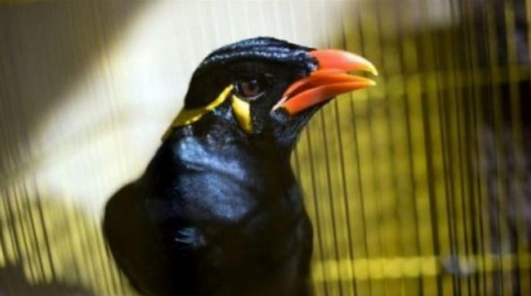 Μάινα σπείρει τον πανικό σε πτήση από τη Σιγκαπούρη στο Λονδίνο