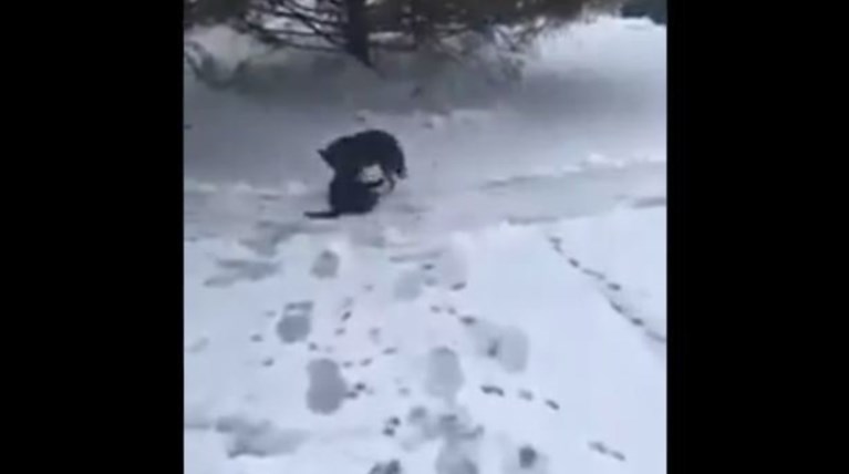 Σκύλος σώζει γάτα που ξεπαγιάζει στο χιόνι
