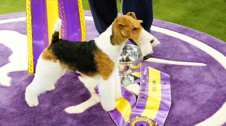 «King»: Ο νικητής του σαλονιού σκύλων στη Νέα Υόρκη