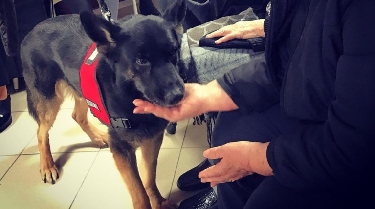 Σκύλοι βοηθοί στην υπηρεσία ατόμων με άνοια ή Alzheimer