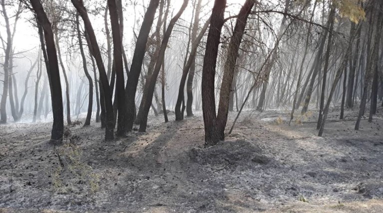 Στροφυλιά: Στάχτη 1.500 στρέμματα του προστατευόμενου δάσους