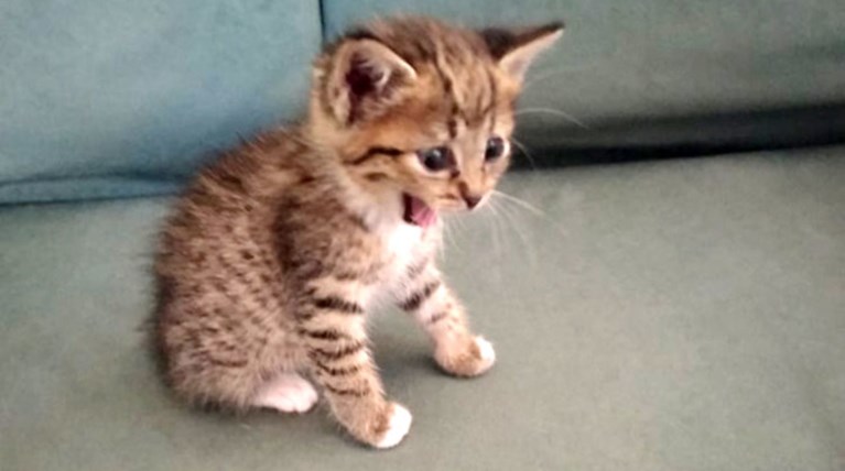 Κτηνωδία στην Κρήτη: «Σούβλισαν» γατάκι τη Μεγάλη Παρασκευή