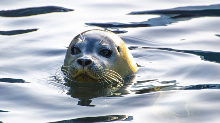Σκότωσαν φώκια περνώντας της σχοινί με πέτρες στο λαιμό στην Κρήτη
