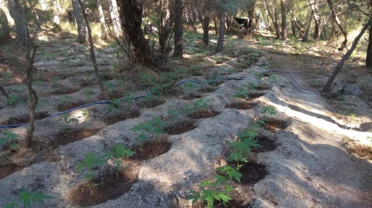 Φυτεία κάνναβης στη Βοιωτία: Οι διάλογοι για «κατσίκες» και «κουνούπια»