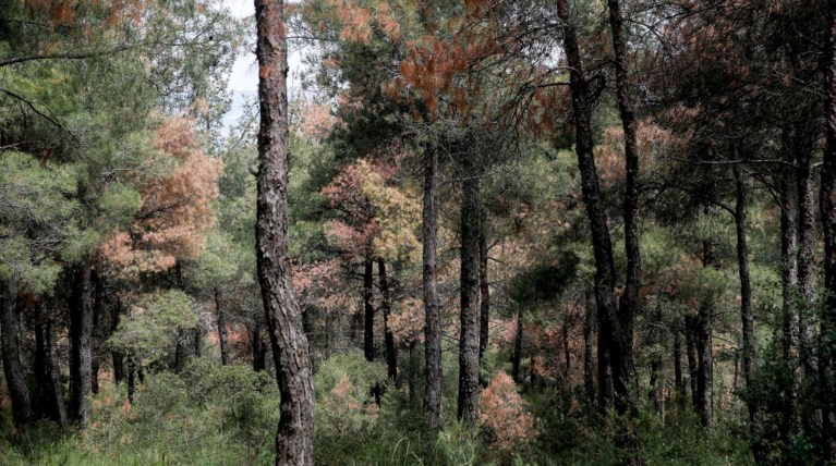 Φλοιοφάγο έντομο έχει καταστρέψει 37.000 στρέμματα στο Κιλκίς