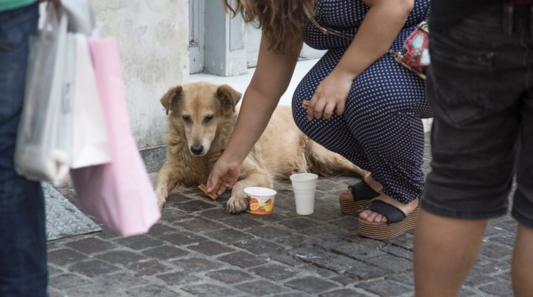Ποτίστρες δροσιάς για τα αδέσποτα σε 34 σημεία της Αθήνας