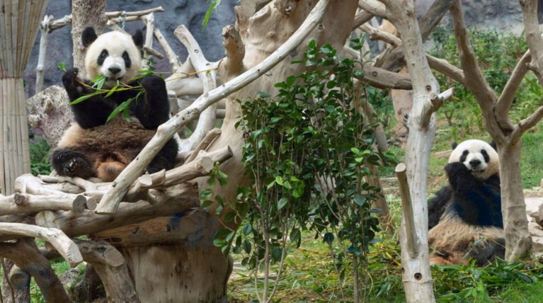 Γεννήθηκαν δίδυμα και τα πιο παχουλά Panda υπό αιχμαλωσία