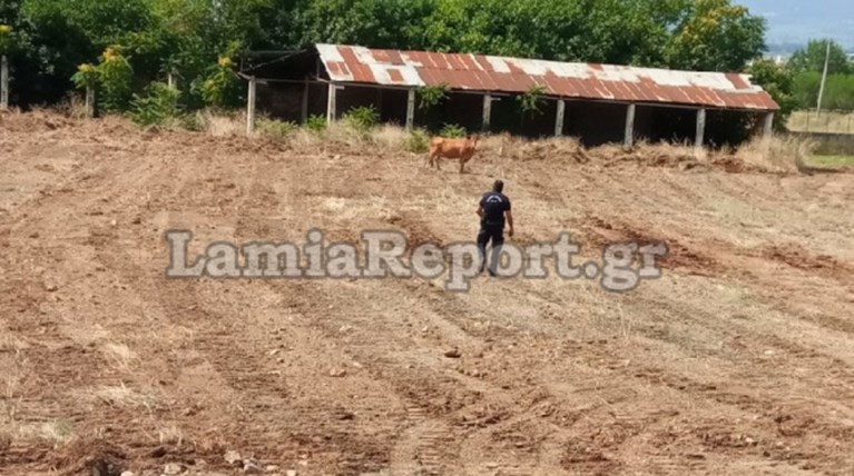 Ταύρος ...μαινόμενος έτρεχε στους δρόμους της Λαμίας