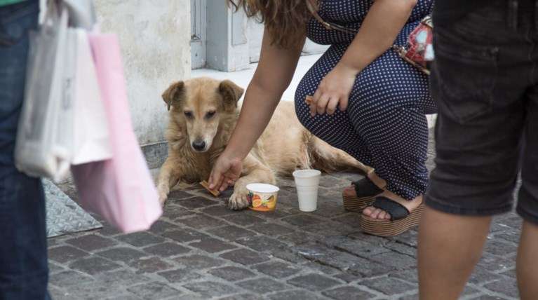 Λίγο νερό και ανθρωπιά για τα αδέσποτα στον καύσωνα