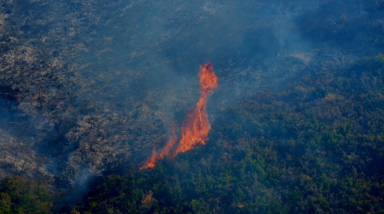 Ταυτόχρονα σε πέντε σημεία εκδηλώθηκε η φωτιά στην Τιθορέα Φθιώτιδας
