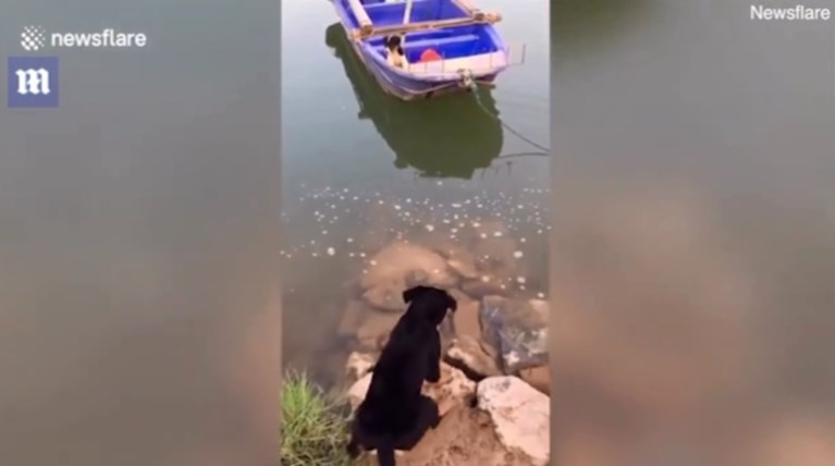 Η "ηρωική" διάσωση ενός σκύλου σε μία επαρχία της Κίνας