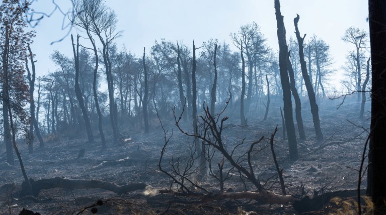 Σε ύφεση και οριοθετημένη η πυρκαγιά στην Εύβοια - Κάηκαν 23.565 στρέμματα