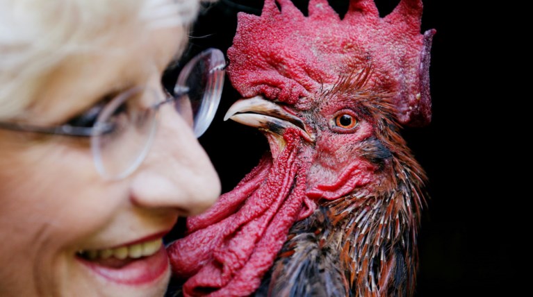 Δικαίωση στο δικαστήριο για τον κόκκορα Μορίς - Πλέον μπορεί να λαλεί νωρίς