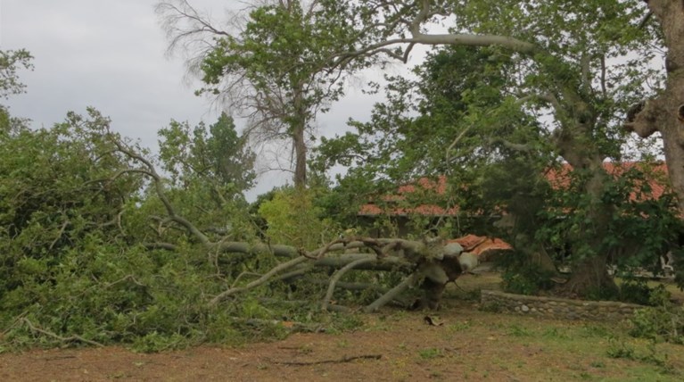 Χαλκιδική: Κόπηκαν 4.000 δέντρα μετά τη σφοδρή κακοκαιρία