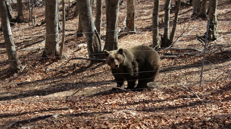 Μέτρα για την αρκούδα που κινείται πέριξ της Φλώρινας
