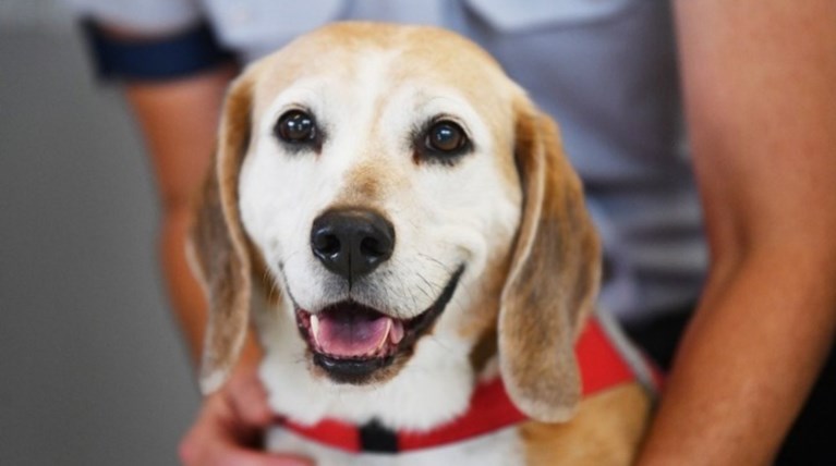 Πορεία για τα δικαιώματα των ζώων στο κέντρο της Αθήνας
