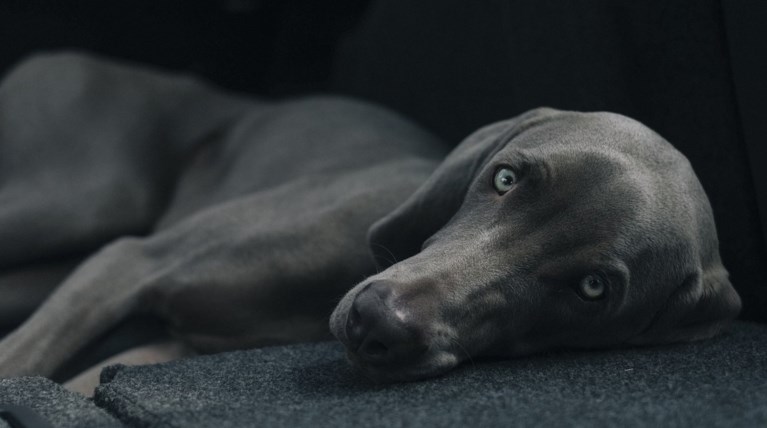 Αυξημένο προσδόκιμο ζωής γι'αυτούς που έχουν σκύλο