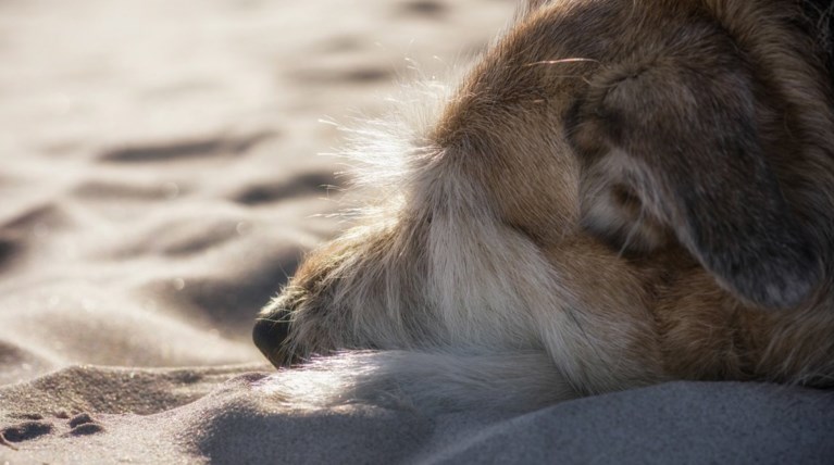 Σκύλος δεμένος με πέτρες βρέθηκε πνιγμένος στη Μαγνησία