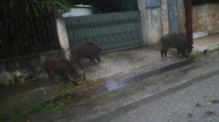Αγριογούρουνα κόβουν βόλτες στο Διόνυσο
