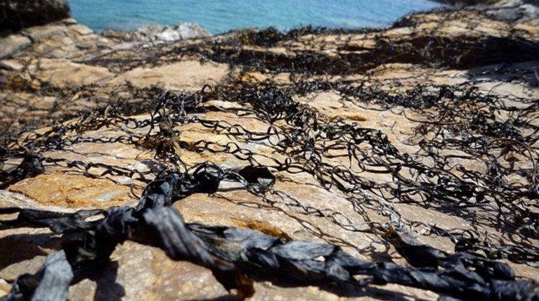 Τα αλμυρά λειβάδια της θάλασσας εμπνέουν δυο εικαστικούς (φωτο)