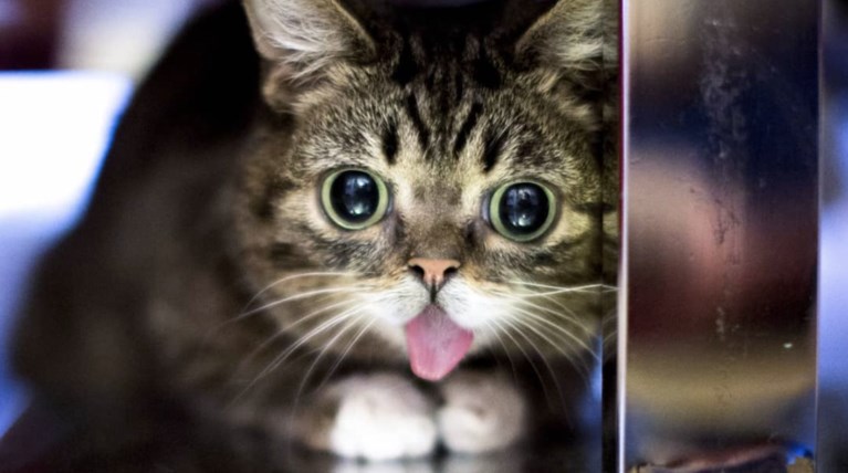 Πέθανε η Lil Bub, η γάτα σταρ με τους 2.4 εκ. followers