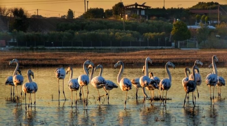 Υπέροχα φλαμίνγκο στον  υγρότοπο του Αγίου Μάμα-Εικόνες