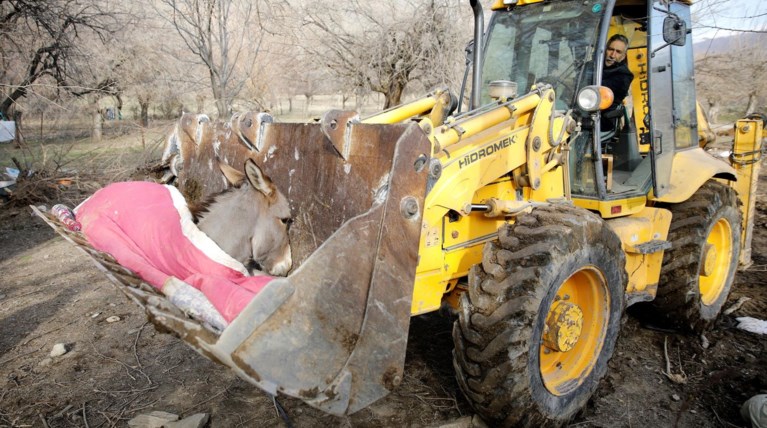 Εικόνα-σοκ στην Τουρκία: Τραυματίας γάιδαρος μεταφέρεται με εκσκαφέα