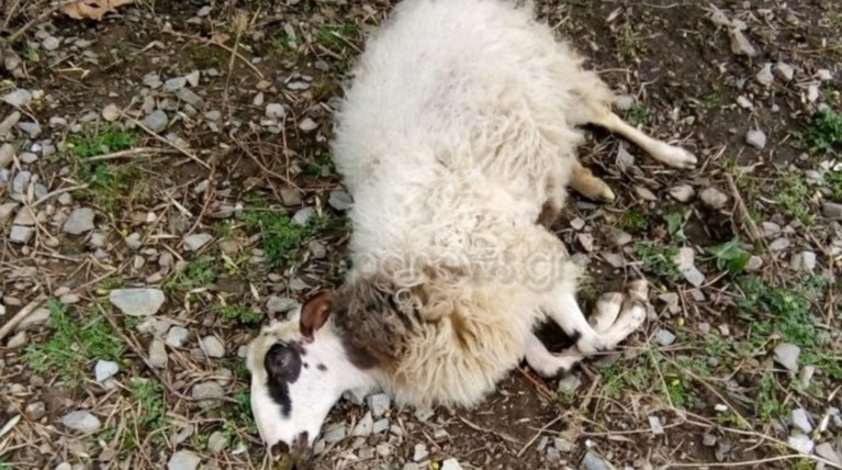 Κτηνωδία στα Χανιά: Κτηνοτρόφος βρήκε νεκρά πολλά από τα ζώα του