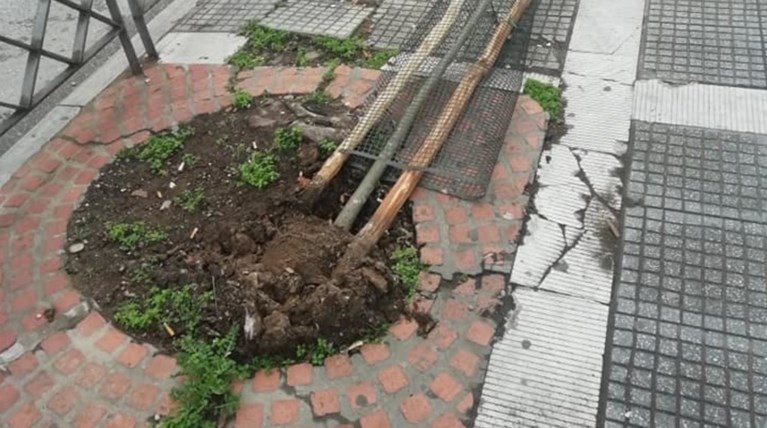 Απίστευτο: Ξερίζωσαν δέντρα που μόλις είχαν φυτευτεί στην Τσιμισκή