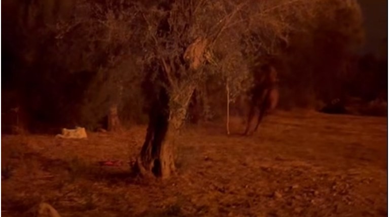 ΦΩΤΙΑ ΑΛΟΓΑ