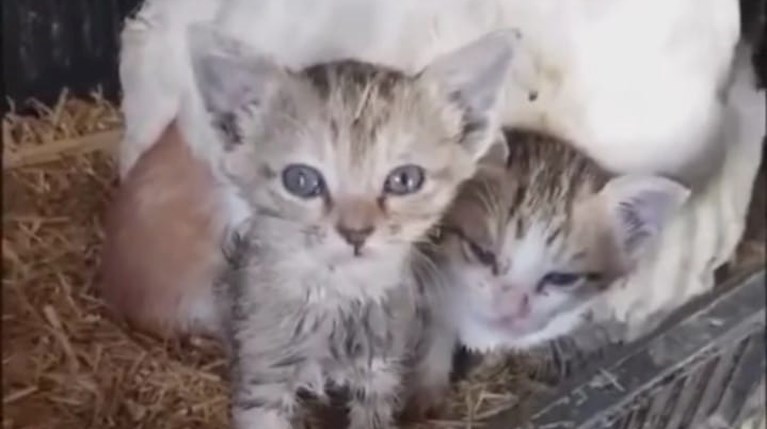 κότα γατάκια