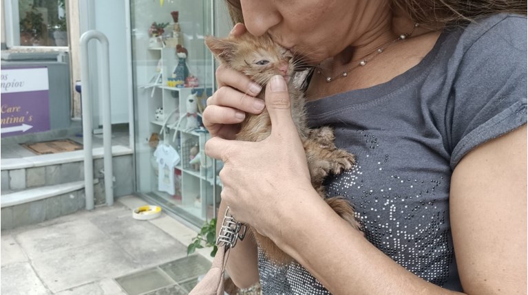 γατακι διασωση