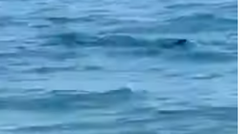 Καρχαρίας