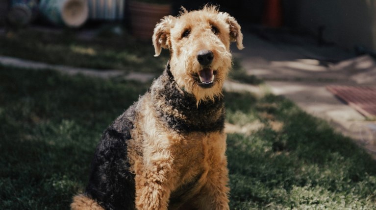 Airedale Terrier