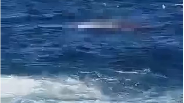 Σίδνεϊ καρχαρίας