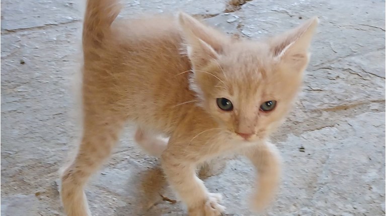 γατακι