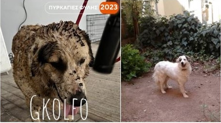 golfo