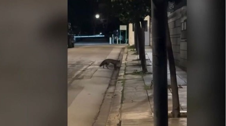 ΑΛΕΠΟΥ ΜΑΞΙΜΟΥ