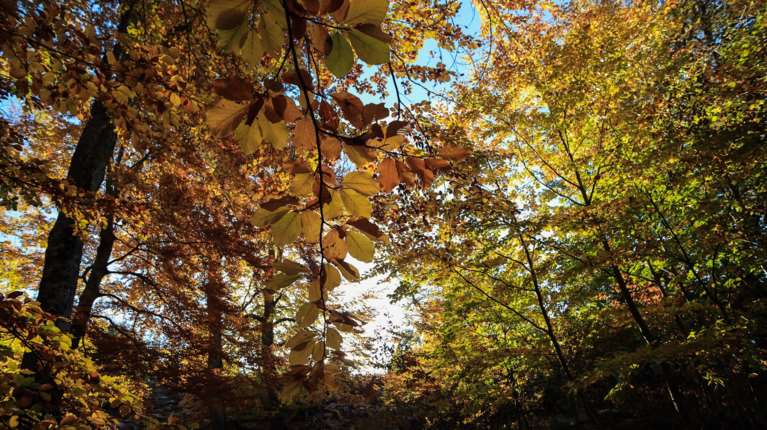 Ένα νέο δάσος &quot;γεννιέται&quot; στη Θεσσαλονίκη - Σε ιδιόκτητη έκταση 4.700 στρεμμάτων
