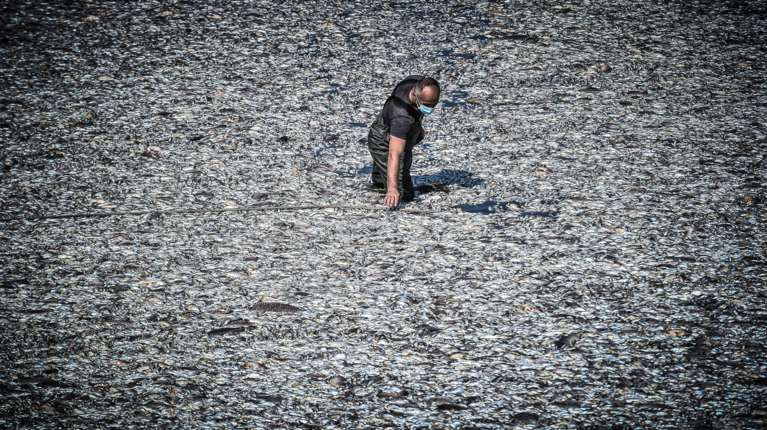 Σχηματίστηκε η δικογραφία για τα ψάρια της λίμνης Κάρλας που μόλυναν τον Παγασητικό - Εκατοντάδων σελίδων το πόρισμα