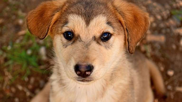 O Μάρλεϊ έστειλε την επιθυμία του στον Αγιο Βασίλη: Τις πρώτες γιορτές της ζωούλας του, να τις περάσει σε ένα ζεστό σπίτι