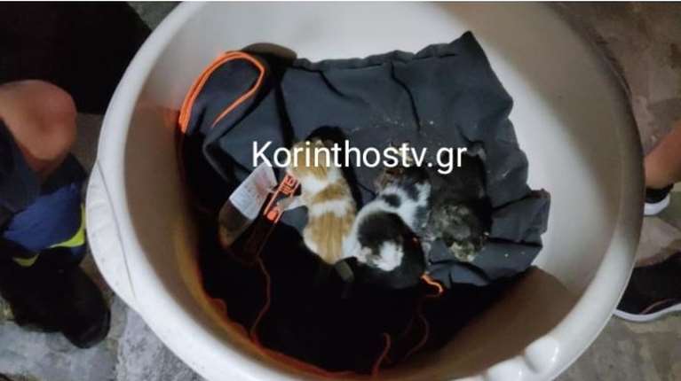 Περαχώρα Λουτρακίου: Οι πυροσβέστες έσωσαν τέσσερα μωρά γατάκια από φρεάτιο [video]