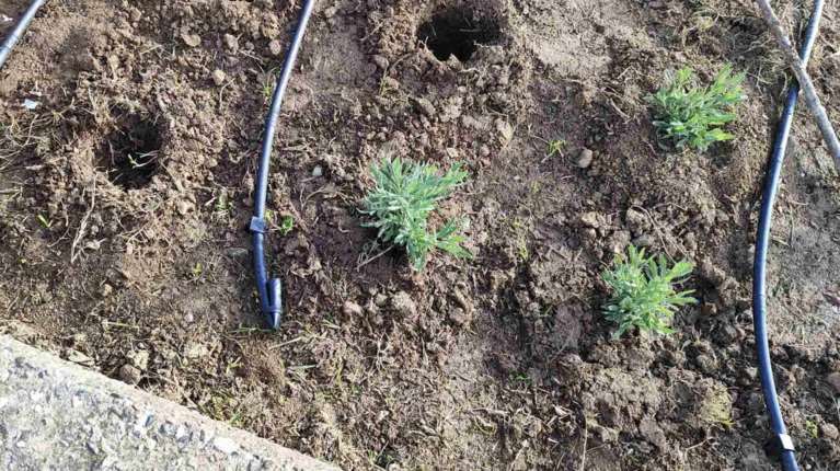 Απίστευτο: Κλέβουν τη μέντα, το θυμάρι και τον δυόσμο από τα παρτέρια του Δήμου Θεσσαλονίκης [εικόνες]