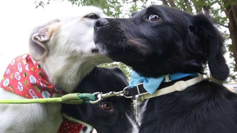 Ημερίδα: &quot;H κακοποίηση ζώων από ανηλίκους καταδεικνύει βαθιά αντικοινωνική συμπεριφορά&quot;