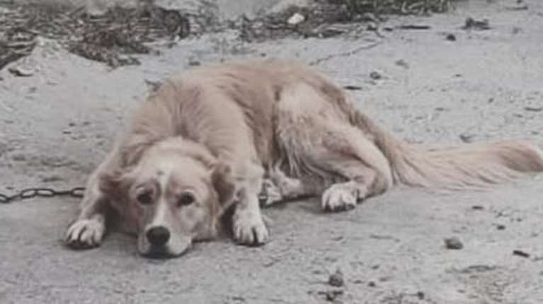 Πάρος: Ζώα δεμένα, εκτεθειμένα στον ήλιο χωρίς νερό, σε συνθήκες πλήρους παραμέλησης - Τι καταγγέλλει η Adopt a Paw Today