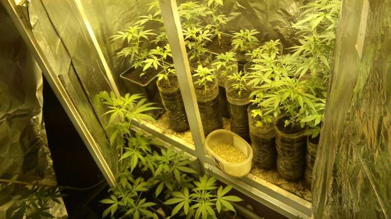 "Χτύπημα" της ΕΛ.ΑΣ σε κύκλωμα καλλιέργειας ναρκωτικών στη Ρόδο: Εντοπίστηκε πλήρες εργαστήριο υδροπονικής κάνναβης