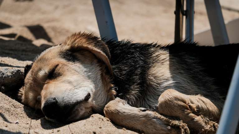 Θεσσαλονίκη: Στο Αυτόφωρο 40χρονος Δανός ύστερα από καταγγελία ότι κακοποίησε τον σκύλο του
