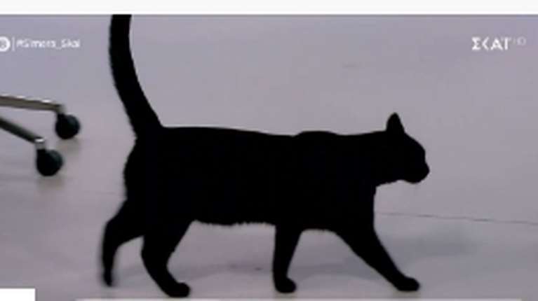 Το έβαλε στα πόδια ο γάτος του ΣΚΑΙ όταν συναντήθηκε με το ρομπότ "Σοφία" onair [βίντεο]