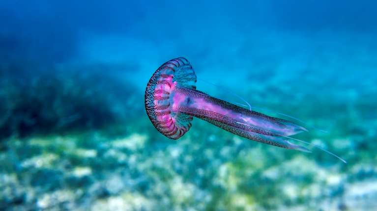 Εξαπλώνονται ταχύτατα στις ελληνικές θάλασσες οι μωβ μέδουσες - Σε ποιες ακτές υπάρχει έξαρση