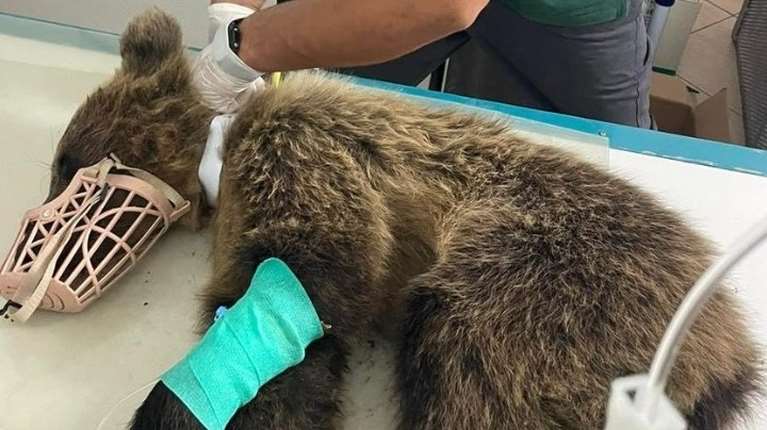 Αρκουδάκι που χτυπήθηκε σε τροχαίο τα κατάφερε - Δείτε το συγκινητικό βίντεο